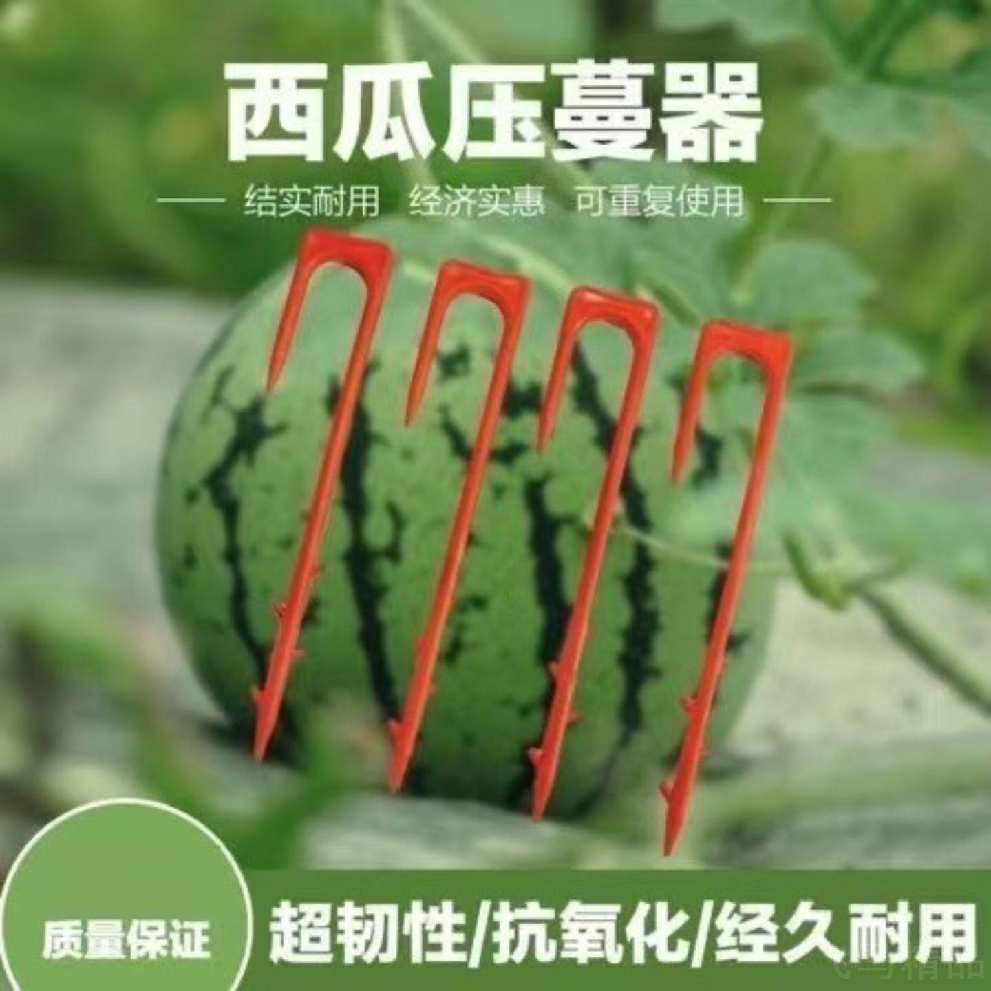 西瓜叉子压蔓器草莓藤蔓定植固定