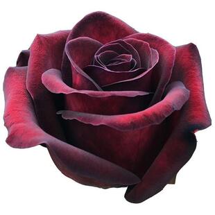 黑魔术暗c红色玫瑰花大苗大花浓香阳台庭院四季花卉植物月季花盆