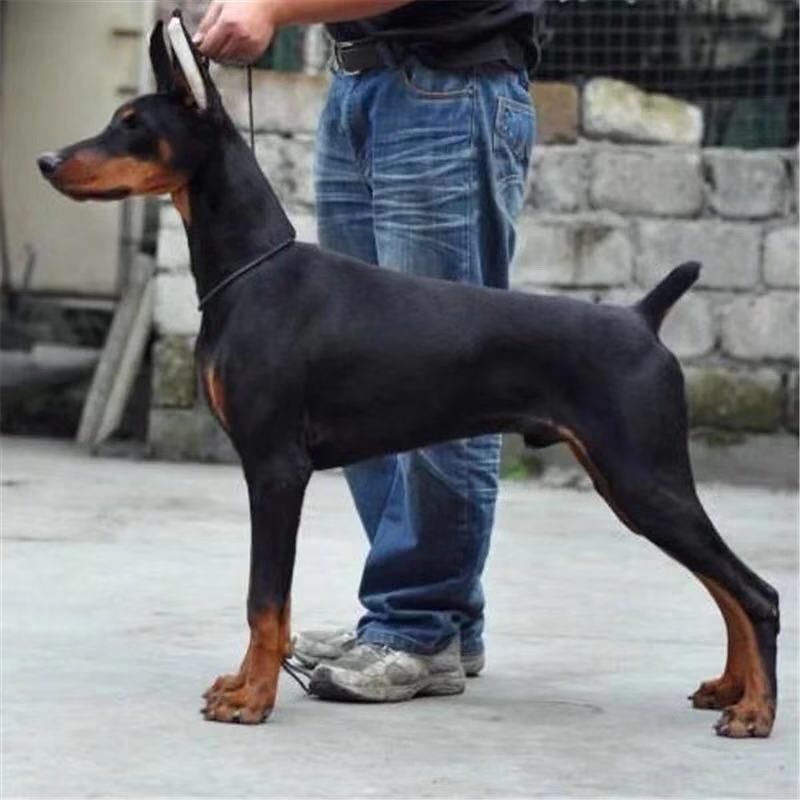 杜宾幼犬纯种活体宠物狗杜宾犬德系赛级双血统杜宾护卫犬小狗幼犬