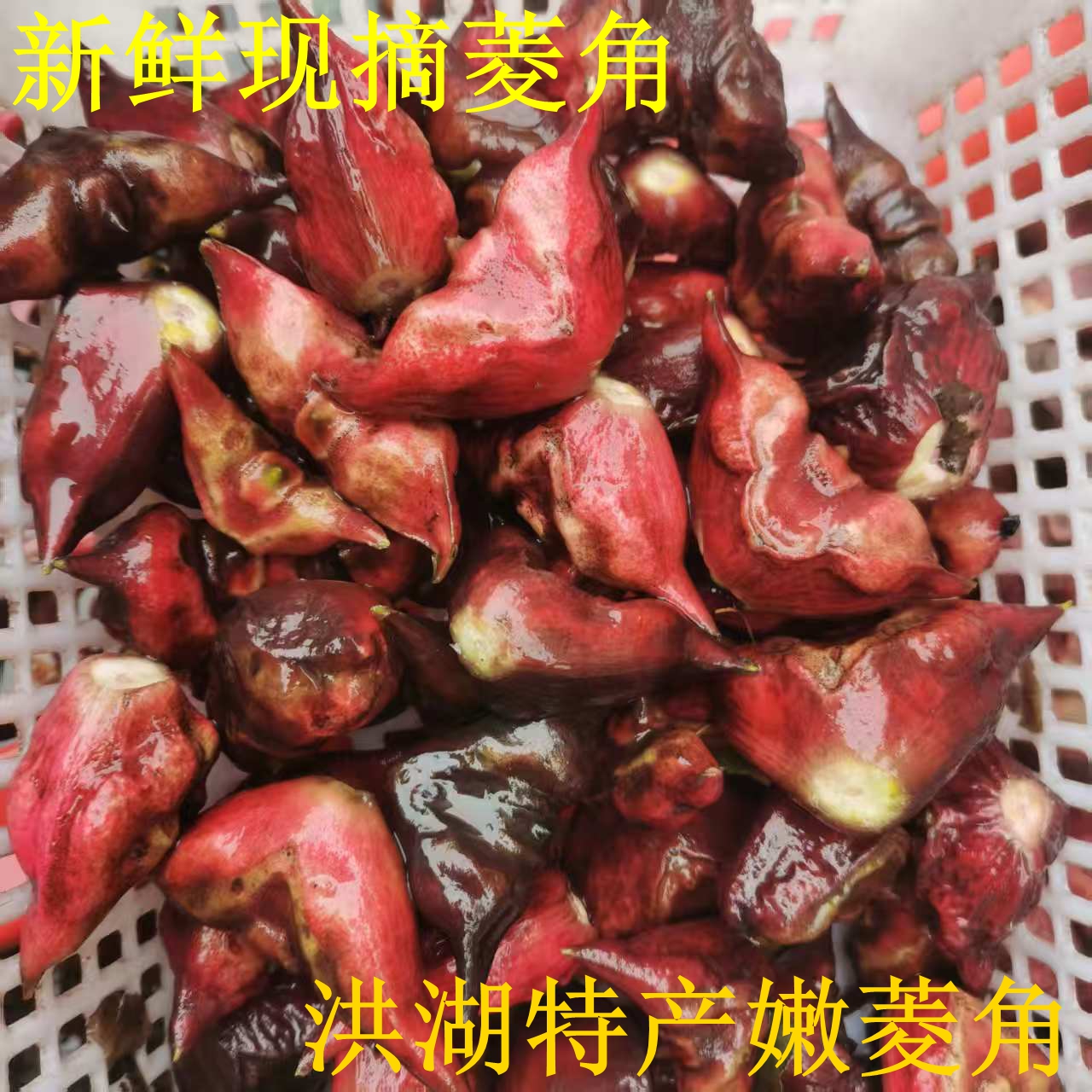 新鲜现摘野菱角可剥壳