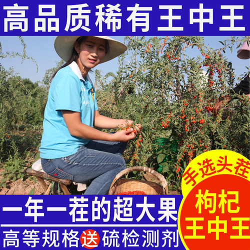 大颗粒宁夏枸杞子500g红构纪泡水