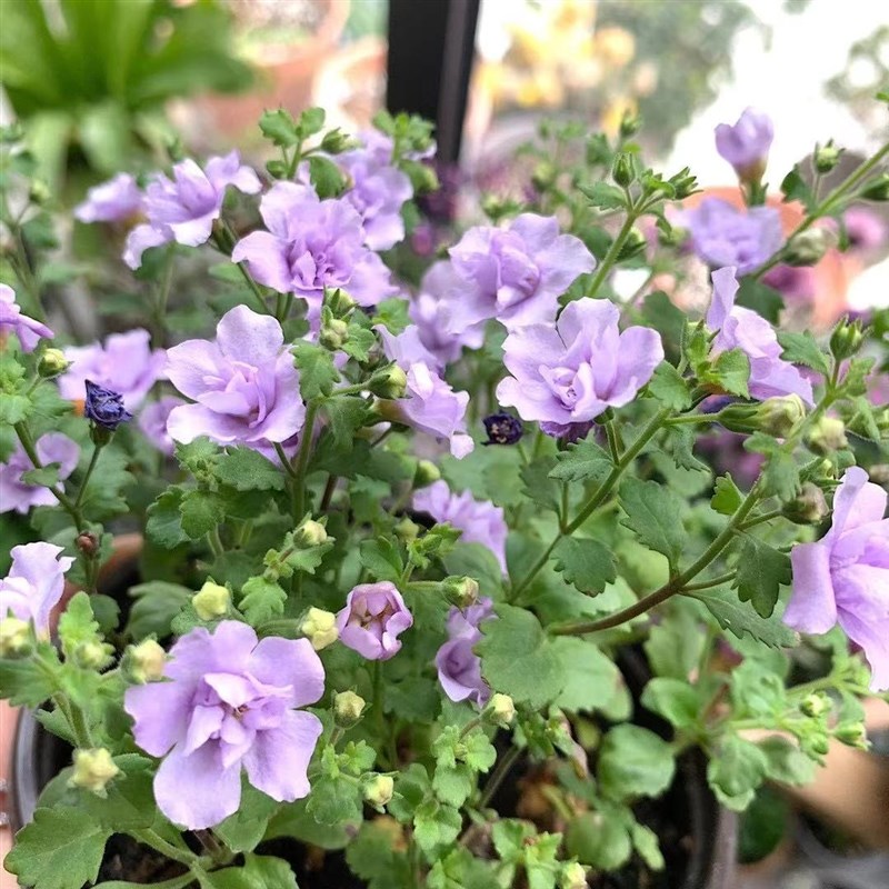 百阳台草本花卉重瓣植物马齿苋开花假带h盆栽好四季庭院淡紫色美