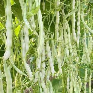 特级雪莲九粒白四季豆种子少叶高产白不老四季豆角东北白豆角种籽