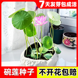 水培碗莲种籽子睡莲荷花水养植物种藕缸养盆栽铜钱草花卉四季 种植