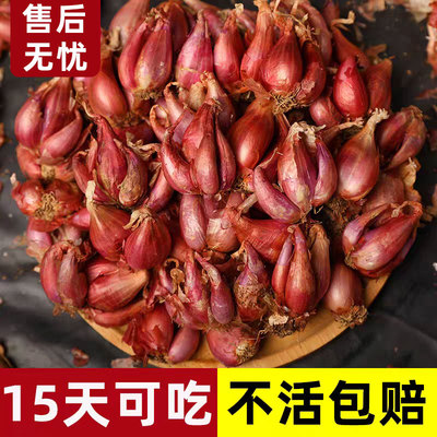 四季小香葱种头四川葱种子种籽小葱葱头红葱火葱头种阳台盆栽地栽