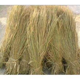 天然草垛干填充装饰材料鸡窝草稻草草堆碎垫窝草谷草屋顶帘工艺品