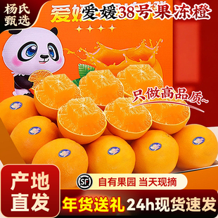 【产地直发】四川爱媛38号果冻橙子当季水果新鲜特级手剥柑橘礼盒