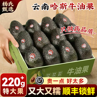 云南哈斯牛油果即食一级鳄梨15个当季新鲜水果孟连国产酪梨旗舰店