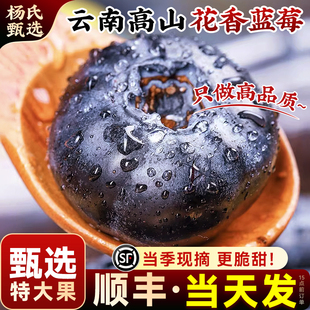 云南高山蓝莓花香特大新鲜水果现摘应季L25整箱礼盒装官方旗舰店