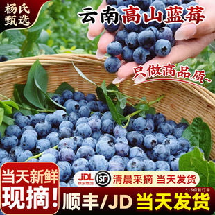 【当天新鲜现摘】云南花香高山蓝莓水果当季整箱怡特大果兰梅颗
