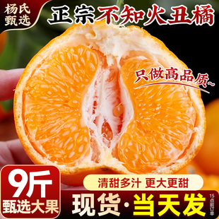 【甄选大果】正宗四川不知火丑橘新鲜水果9斤耙耙粑粑丑柑桔子10