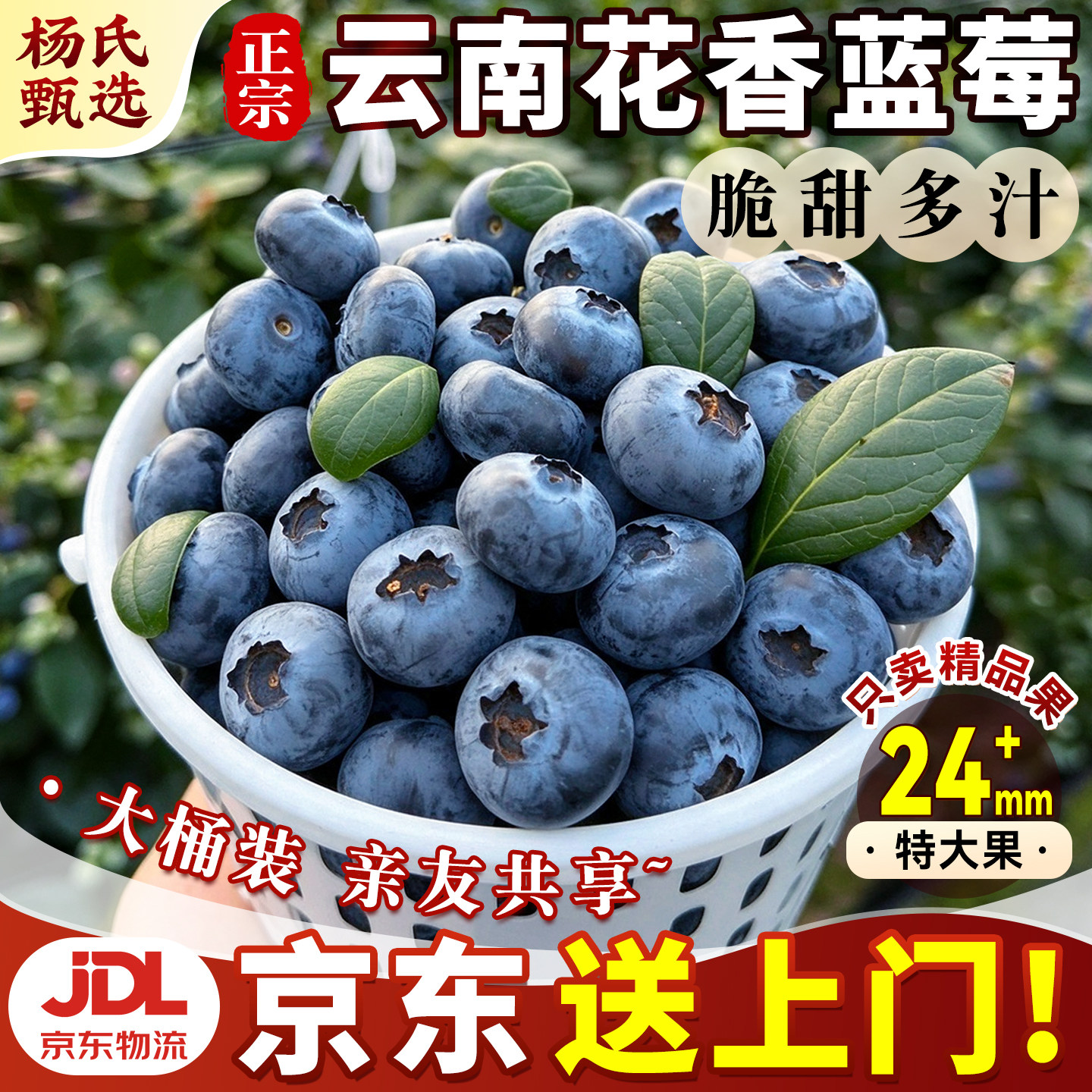 【整桶发】云南高山蓝莓