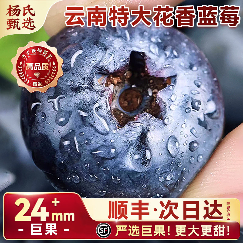 【特大花香蓝莓】云南超级大颗L25新鲜水果巨孕妇顺丰官方旗舰店