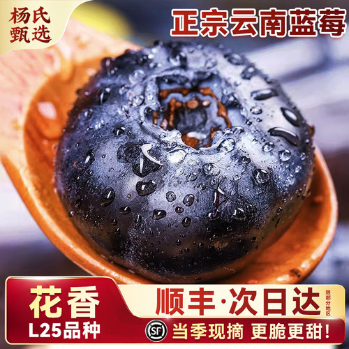 【顺丰】云南玉溪L25花香蓝莓