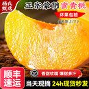 黄金蜜桃大脆黄肉毛桃子油整箱 顺丰 山东蒙阴黄桃新鲜水果当季