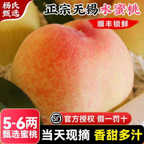 【5-6两】正宗无锡水蜜桃子新鲜水果整箱当季阳湖景山白凤毛顺丰