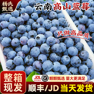 【整箱装】云南花香高山蓝莓l25新鲜水果当季现摘怡特大果兰梅颗