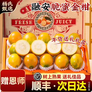 【赠恩师】正宗广西融安脆蜜金柑应当季新鲜水果桔脆甜整箱礼盒装
