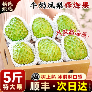 顺丰云南凤梨释迦果新鲜水果现摘牛奶番荔枝特大果佛头林檎牟尼摩