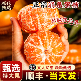 【甄选大果】正宗临海涌泉蜜桔当季时令新鲜水果薄皮一整箱旗舰店