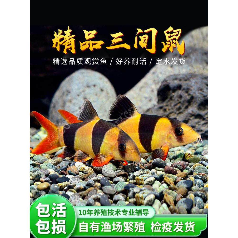 三间鼠鱼蓝皮鼠鱼大型鼠鱼活体工具鱼垃圾鱼清洁鱼热带观赏鱼