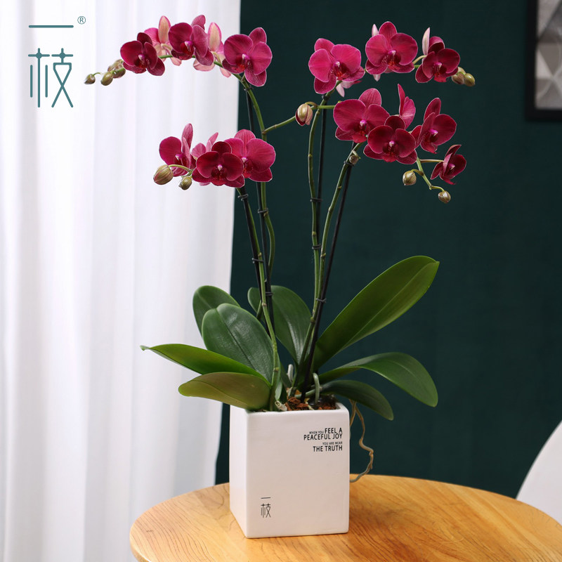 一枝蝴蝶兰年宵花盆栽带花苞客厅花卉开业乔迁鲜花桌面植物蒙特勒