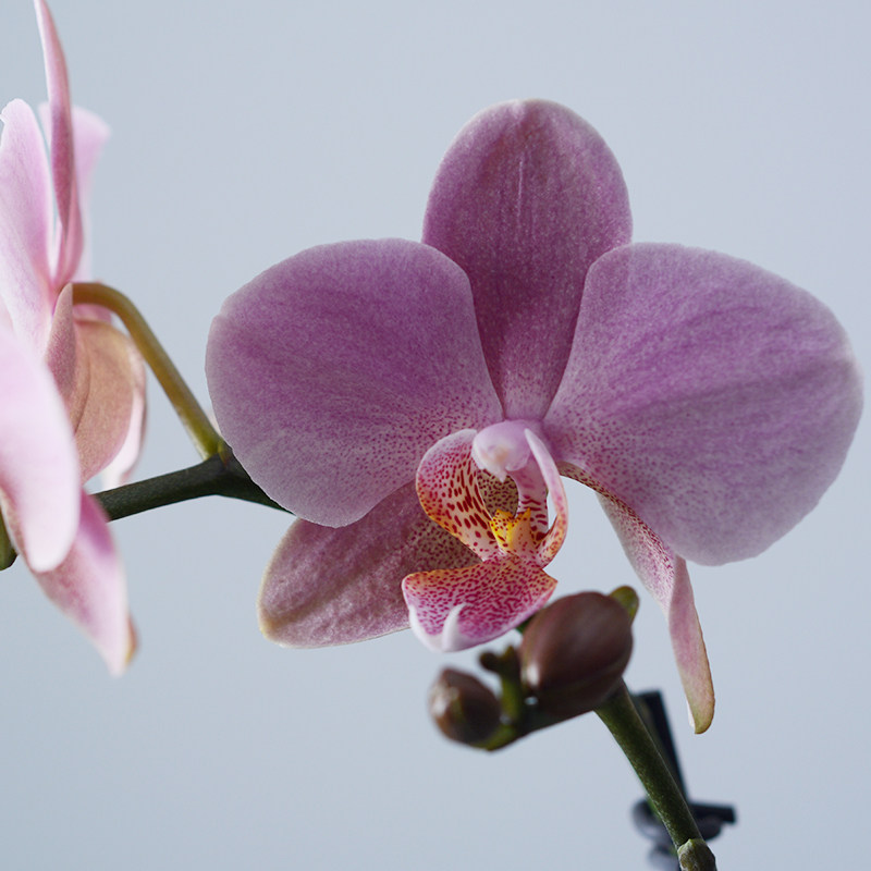 一枝蝴蝶兰带花花卉鲜花盆栽妈妈生日礼物母亲节礼物教师节送老师