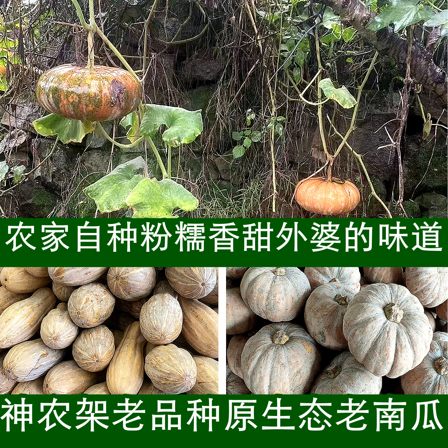 农家老南瓜神农架孕妇宝宝食材