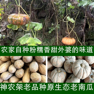 神农架原生态食材老南瓜农家高山老品种香甜软糯蒸煮南瓜宝宝辅食