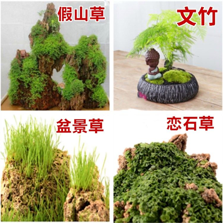 假山草种子 盆景草 珍珠草种子吸水石专用草籽鱼缸草