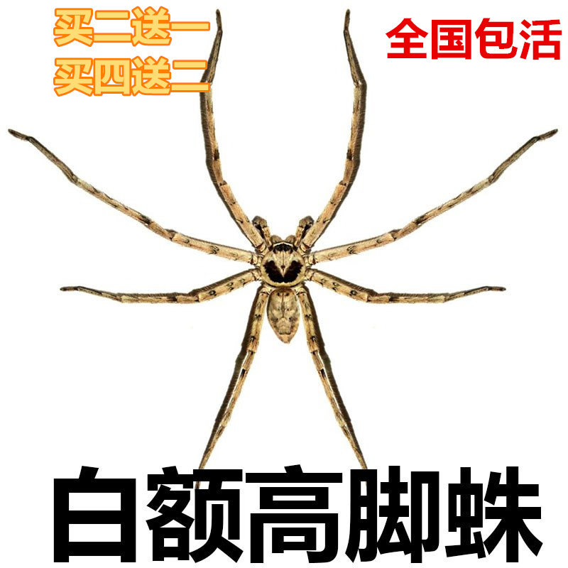 白额高脚蛛 杀蟑螂 灭小强 害蜘蛛