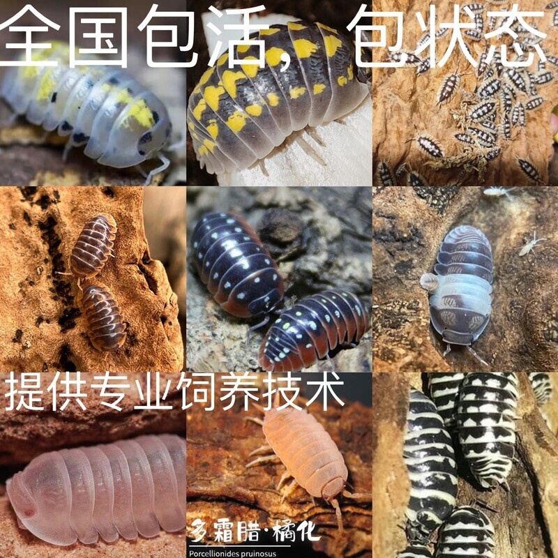 鼠妇活虫体潮虫子西瓜虫桌面景观学生实验观察昆虫宠物