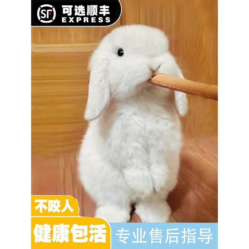 垂耳兔活物迷你儿童宠物猫猫兔黄霜白灰白道奇荷兰折耳兔子活体