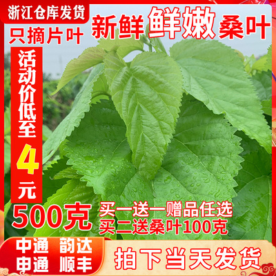 新鲜桑叶新鲜蚕宝宝饲料学生养蚕大叶小蚕鲜嫩桑叶喂蚕活体蚕卵