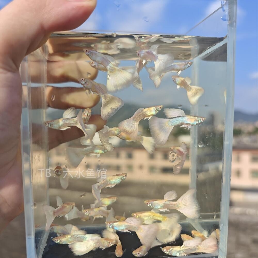 纯种孔雀鱼白金礼服 热带淡水小型观赏鱼胎生鱼临产怀孕母凤尾鱼