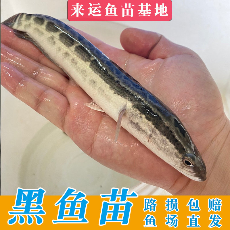 淡水养殖大黑鱼苗活体 冷水鱼观赏鱼乌鱼苗生鱼苗凶猛耐活鱼苗