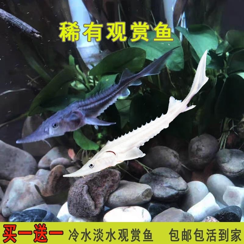 鲟鱼苗淡水养殖鱼缸鱼塘中华鲟鱼活体观赏鱼尖嘴鲟大型冷水鲟龙鱼