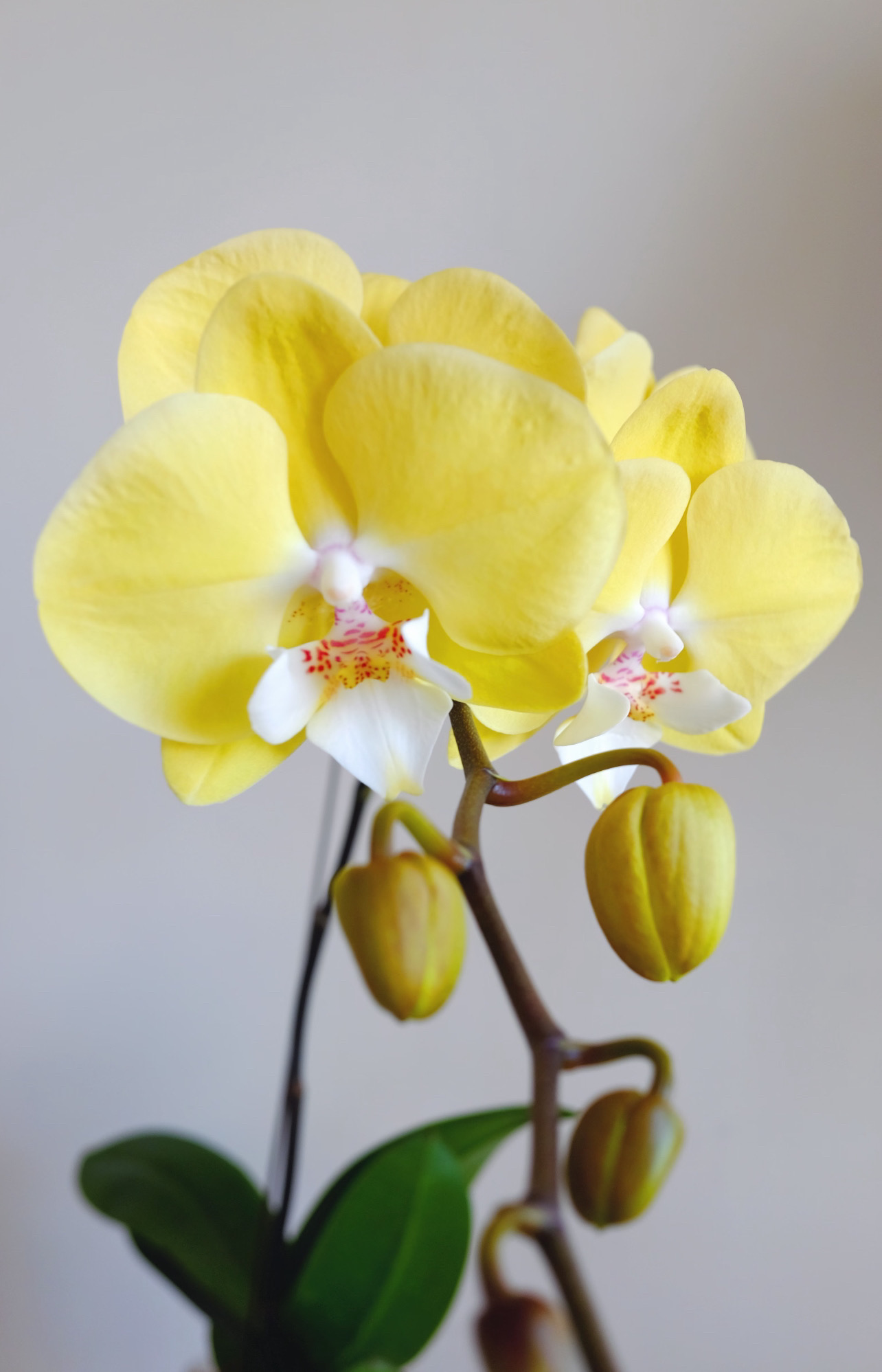 【星辰之恋】蝴蝶兰 3.0-3.5寸稀有色系大舌头 带花剑 开花正版