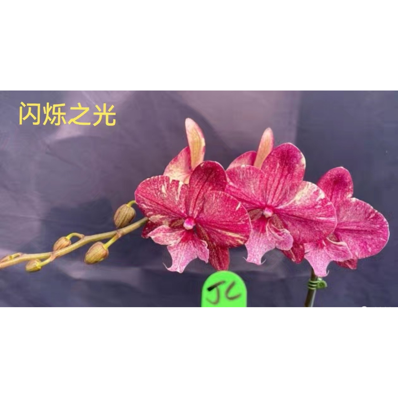 阿布园艺 台湾稀有品种蝴蝶兰 闪电侠 1.7寸 五花肉 正版授权