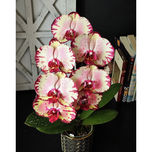 【美琪皇冠】2.5寸台湾稀有品种蝴蝶兰   带花发货 基地顺丰包邮