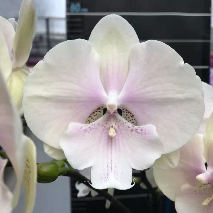 阿布园艺 台湾珍奇类蝴蝶兰3.5寸【1155-901 柠檬果茶】花苗 正版