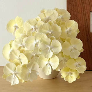 阿布园艺 蝴蝶兰3.0寸网红款【1991】大舌头花梗花苗室内绿植花卉