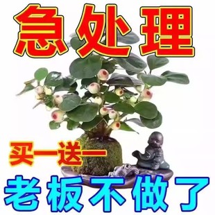 小盼菩提盆栽四季 买一发二 驱蚊植物耐寒绿植室内花卉好养活