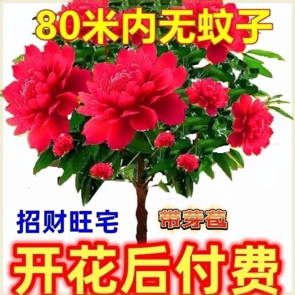 【买一送一】驱蚊驱虫千里香浓香型花卉大全绿植盆栽种植耐寒高温-封面