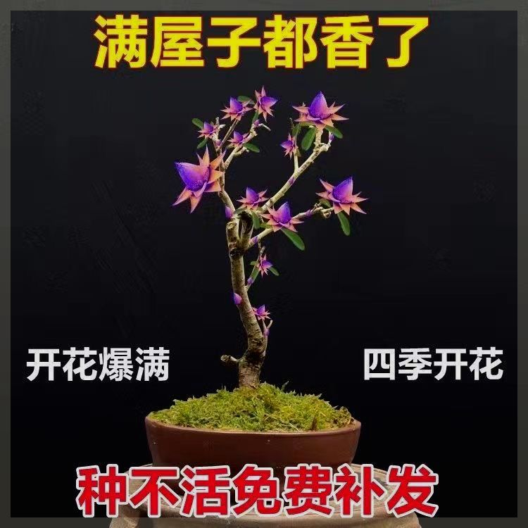 【买一发二】天然檀香苗金莲花苗聚财纳福盆栽南北方室内外种植 鲜花速递/花卉仿真/绿植园艺 造型盆景 原图主图