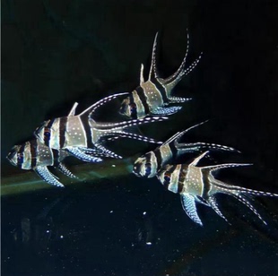 【天使鱼系列】海水鱼观赏鱼巴黎天使红眼玫瑰天使鱼海金鱼宠物