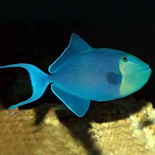 【炮弹鱼系列】魔鬼炮弹鱼玻璃鸳鸯炮弹鱼小丑炮弹海水鱼观赏鱼