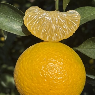 纯甜爆汁的游洋桔柚新鲜当季蜜橘子福建甜心柚孕妇水果礼盒装包邮