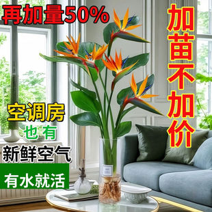 水培天堂鸟植物大型室内盆栽鹤望兰客厅办公室大厅绿植盆栽新款