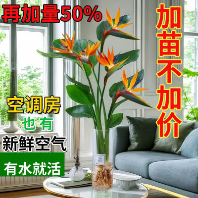 水培天堂鸟植物大型室内盆栽鹤望兰客厅办公室大厅绿植盆栽新款
